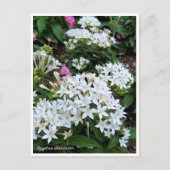 Egyptian Starcluster Postkarte (Vorderseite)