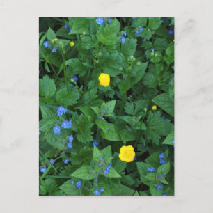Ehrenpreis und Butterblumen Postkarte