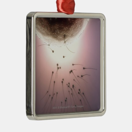 Ei, das durch Samenzellen befruchtet wird Silbernes Ornament (Rechts)