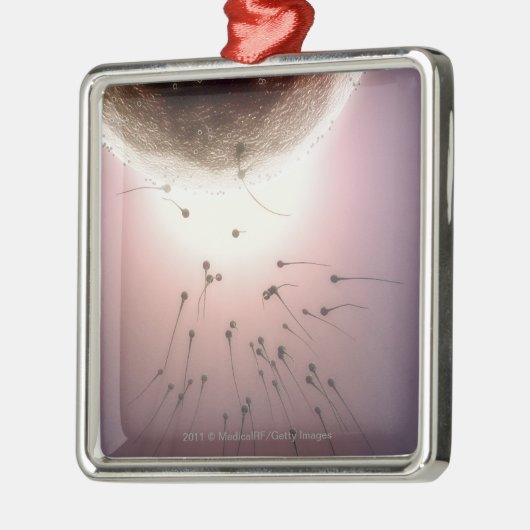Ei, das durch Samenzellen befruchtet wird Silbernes Ornament (Links)