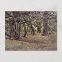 Eiben im alten Eiben-Holz