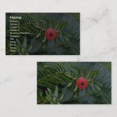 Eibenbaumfrucht (Taxus brevifolia) Visitenkarte (Vorne/Hinten)