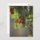 Eibenbeeren Postkarte (Vorne/Hinten)
