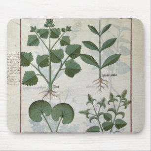 Eibisch u. Hastula Regia Asarabacca u. Mousepad