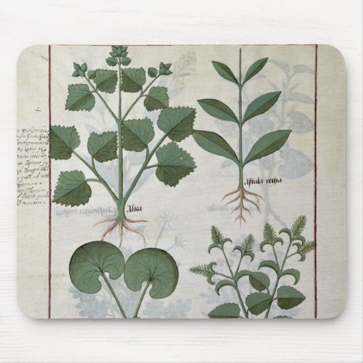 Eibisch u. Hastula Regia Asarabacca u. Mousepad (Vorne)