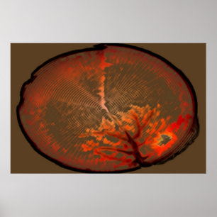 Eiche am Sonnenaufgang Poster