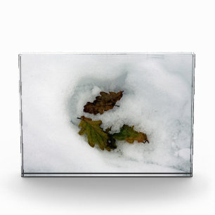Eiche-Blätter im Leinwand der Schnee-Urlaubskarte Fotoblock