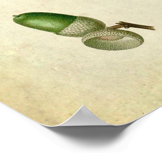 Eiche Blätter Mauer Art Nr. 2 Bauernhaus Einrichtu Poster (Ecke)