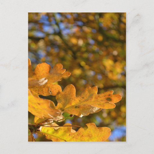 Eiche Blätter Postkarte (Vorderseite)