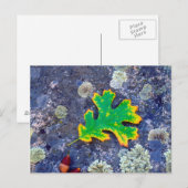 Eiche Leaf und Acorns auf einem mit Lichen bedeckt Postkarte (Vorne/Hinten)