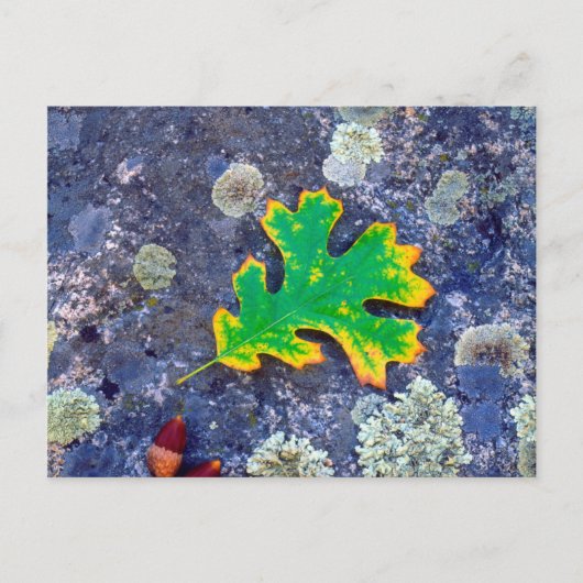 Eiche Leaf und Acorns auf einem mit Lichen bedeckt Postkarte (Vorderseite)