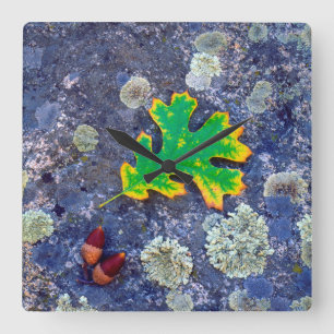 Eiche Leaf und Acorns auf einem mit Lichen bedeckt Quadratische Wanduhr