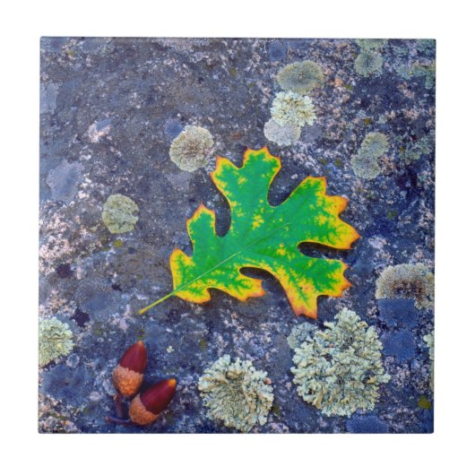 Eiche Leaf und Acorns auf einem von Lichen bedeckt Fliese (Vorderseite)