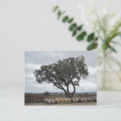 Eiche mit Weinfässern, Doce Robles Postkarte (Stehend Vorderseite)