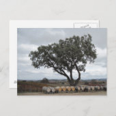 Eiche mit Weinfässern, Doce Robles Postkarte (Vorne/Hinten)