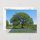 Eiche und Bluebonnets nähern sich Johnson City, TX Postkarte (Vorne/Hinten)