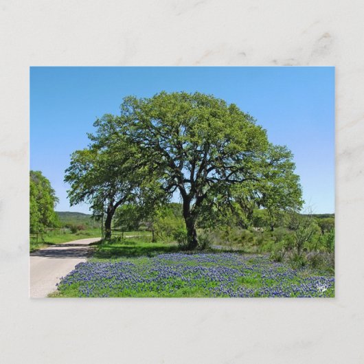 Eiche und Bluebonnets nähern sich Johnson City, TX Postkarte (Vorderseite)