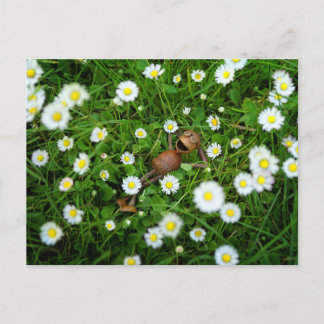 Eichel-Elf unter Gänseblümchen-Postkarte Postkarte