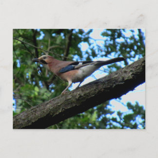 Eichelhäher Postkarte