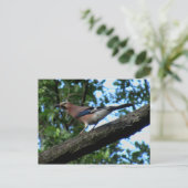 Eichelhäher Postkarte (Stehend Vorderseite)