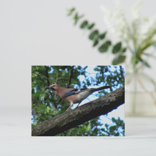 Eichelhäher Postkarte (Stehend Vorderseite)