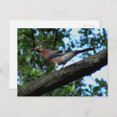 Eichelhäher Postkarte (Vorne/Hinten)