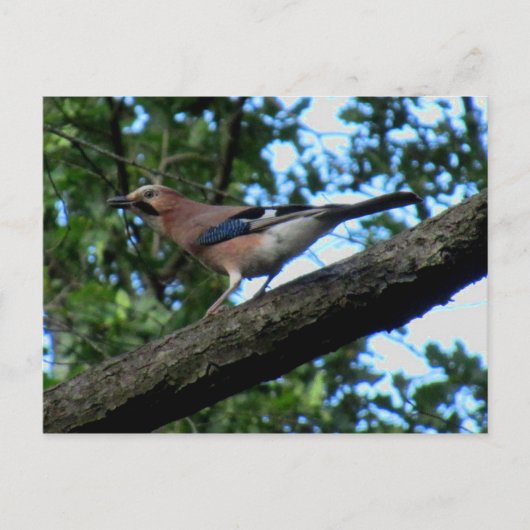 Eichelhäher Postkarte (Vorderseite)