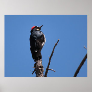 Eichelspecht im Chiricahua National Monument Poster