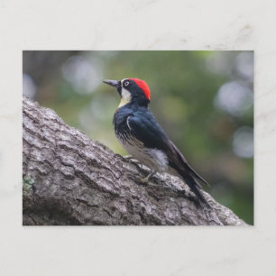 Eichelspecht-Postkarte Waldvogel-Kunst Postkarte