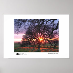 Eichen-Baum-Sonnenuntergang - Foto des Poster