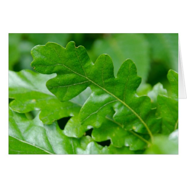 Eichen-Blätter im Frühjahr (Vorderseite (Horizontal))