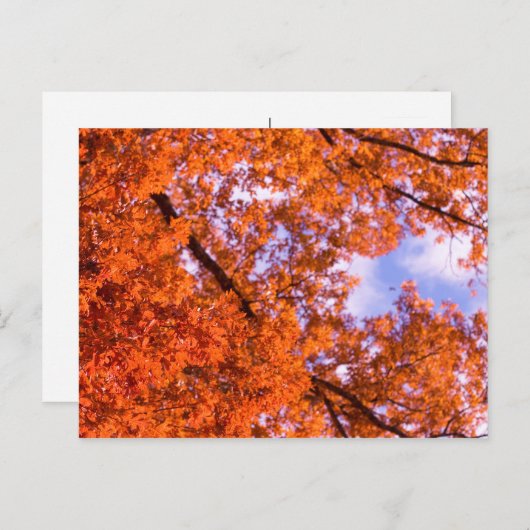 Eichen-Blätter mit blauem Himmel Postkarte (Vorne/Hinten)