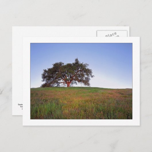 "Eichen-Glühen " Postkarte (Vorne/Hinten)