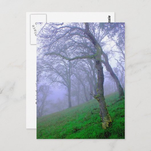 Eichen im Nebel Postkarte (Vorne/Hinten)