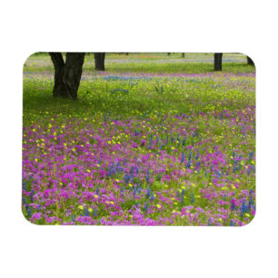 Eichen mit Phlox-Feld, Blaue Bonnets Magnet