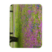 Eichen mit Phlox-Feld, Blaue Bonnets Magnet (Vertikal)
