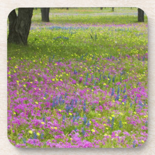 Eichen mit Phloxfeld, Blaue Hauben Untersetzer