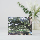 Eichen Postkarte (Stehend Vorderseite)