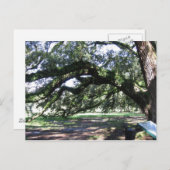 Eichen Postkarte (Vorne/Hinten)