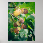 Eichenäste mit Eicheln Poster (Vorne)