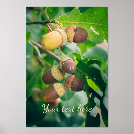 Eichenäste mit Eicheln Poster (Vorne)