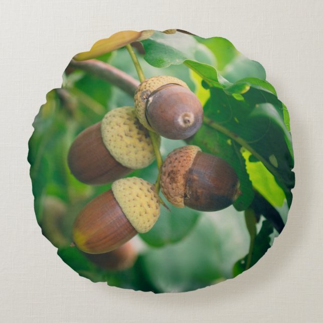 Eichenäste mit Eicheln Rundes Kissen (Vorderseite)