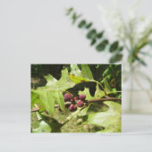 Eichenbaum im Frühling, Texas Postkarte (Stehend Vorderseite)