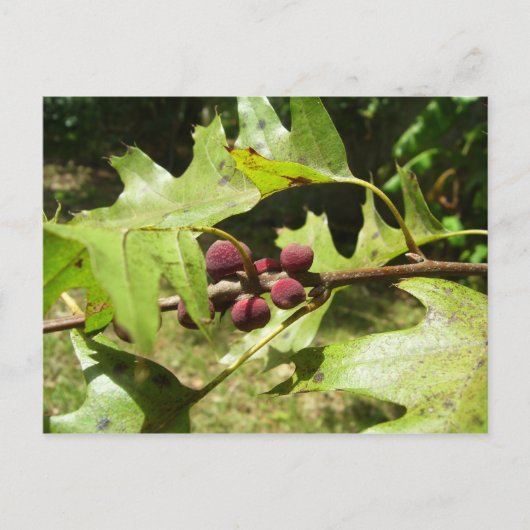 Eichenbaum im Frühling, Texas Postkarte (Vorderseite)