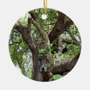 Eichenbaum im Park 7659 Jacksonville, Florida Keramik Ornament