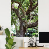 Eichenbaum im Park 7659 Jacksonville, Florida Poster (Heimbüro)