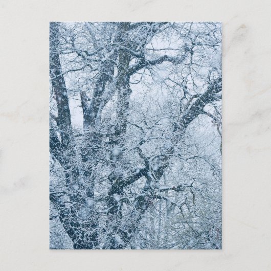 Eichenbaum im Schnee Postkarte (Vorderseite)