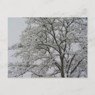 Eichenbaum im Schnee Postkarte