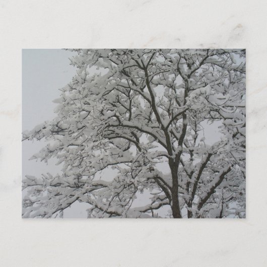 Eichenbaum im Schnee Postkarte (Vorderseite)