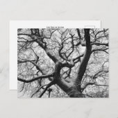 Eichenbaum im Winter Postkarte (Vorne/Hinten)